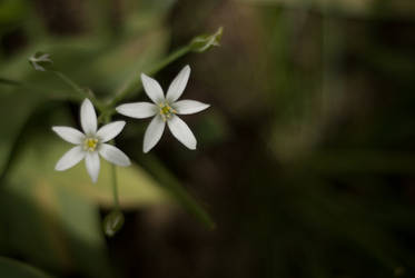 white boom