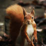 Red Squirrel