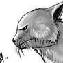 Angry Cat