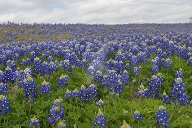 Field of Bluebonnets