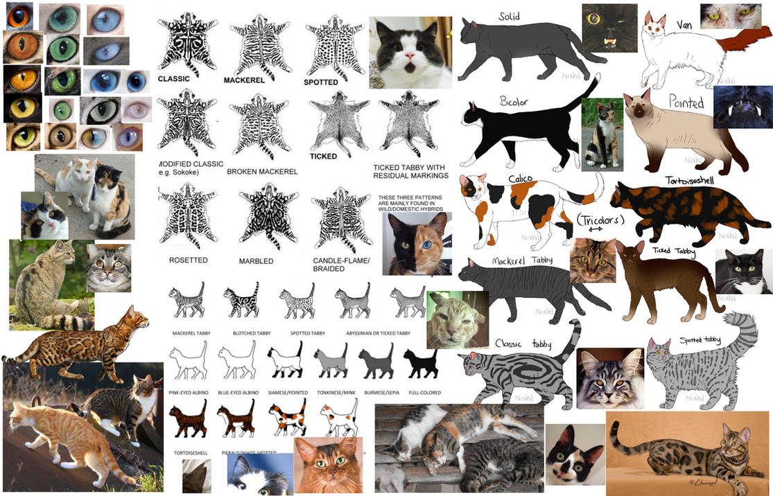 Cat Types Reference Cat Reference Sheet (FREE TO USE) by Lucieniibi on DeviantArt