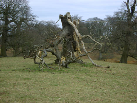 Lightning Struck Tree 2