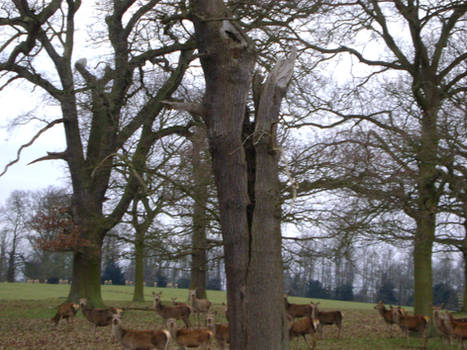 Lightning Struck Tree 3