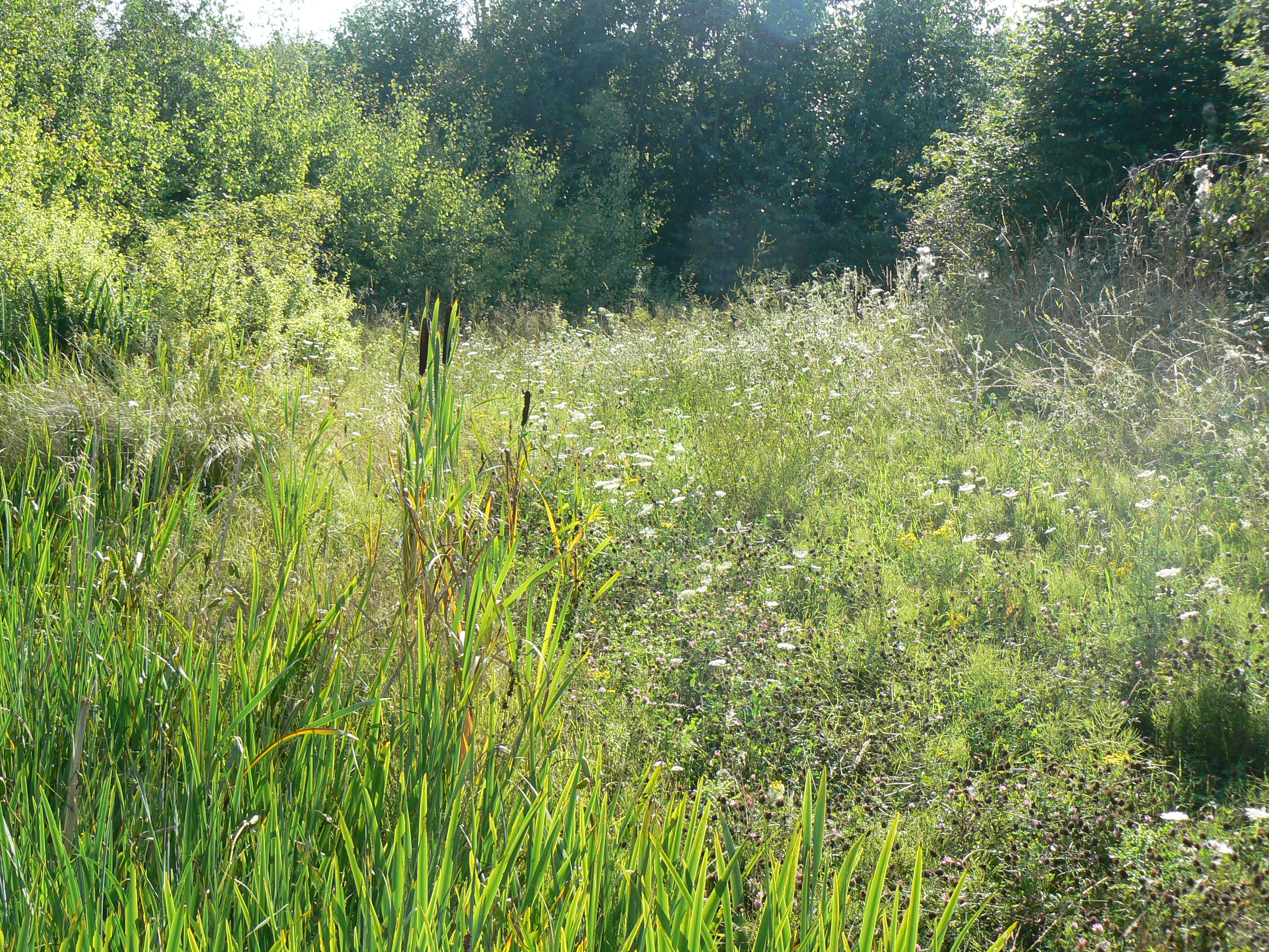 Water Meadows 2