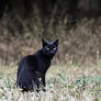 black cat