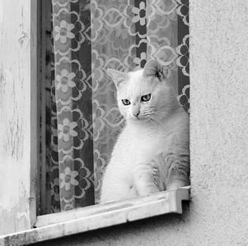 white cat by secret-mirror