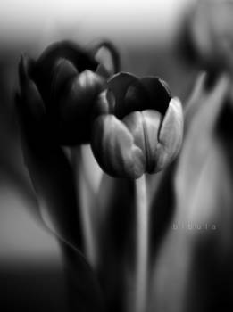 black tulips