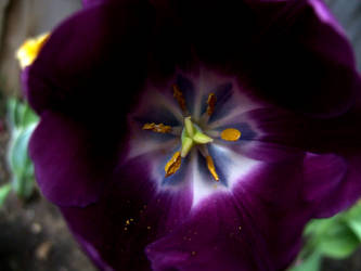 Purple Tulip (Close-Up) by Smoke-Violin