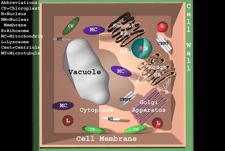 Bryce Plant Cell Labeled