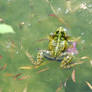 Frogs and courtship II