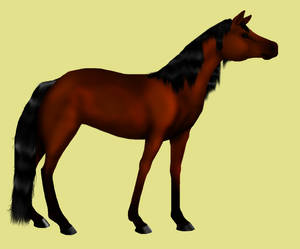 Bay horse