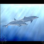 Dolphin tutorial