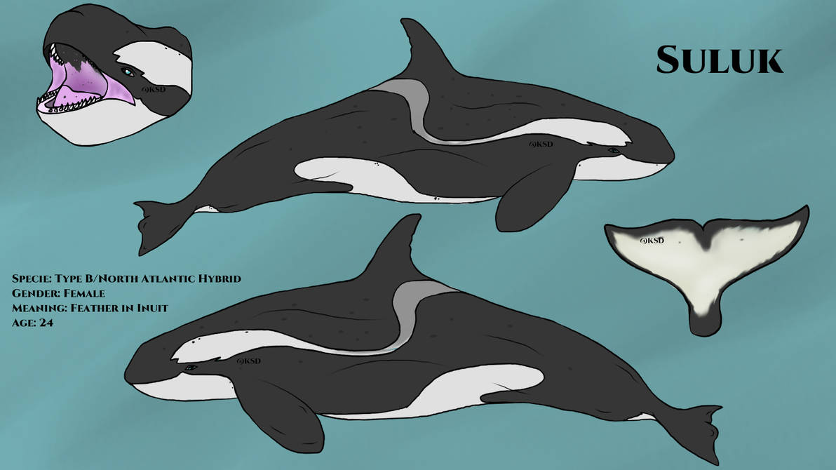 Suluk Reference 2021 by Kasatkasdaughter2010 on DeviantArt