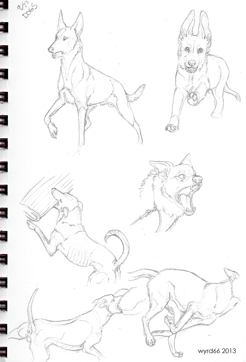 Dog Studies