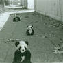 Neverending pandas