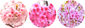 Sakura circle divider by SileentDo