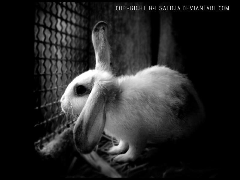 depressed bunny by JuliaDunin on DeviantArt