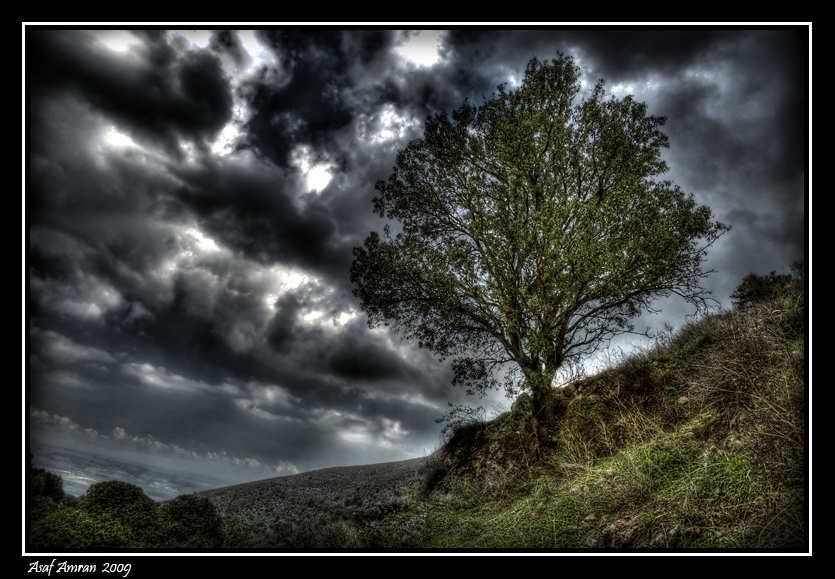 Tree On Mountainside