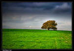 The Tree by amassaf