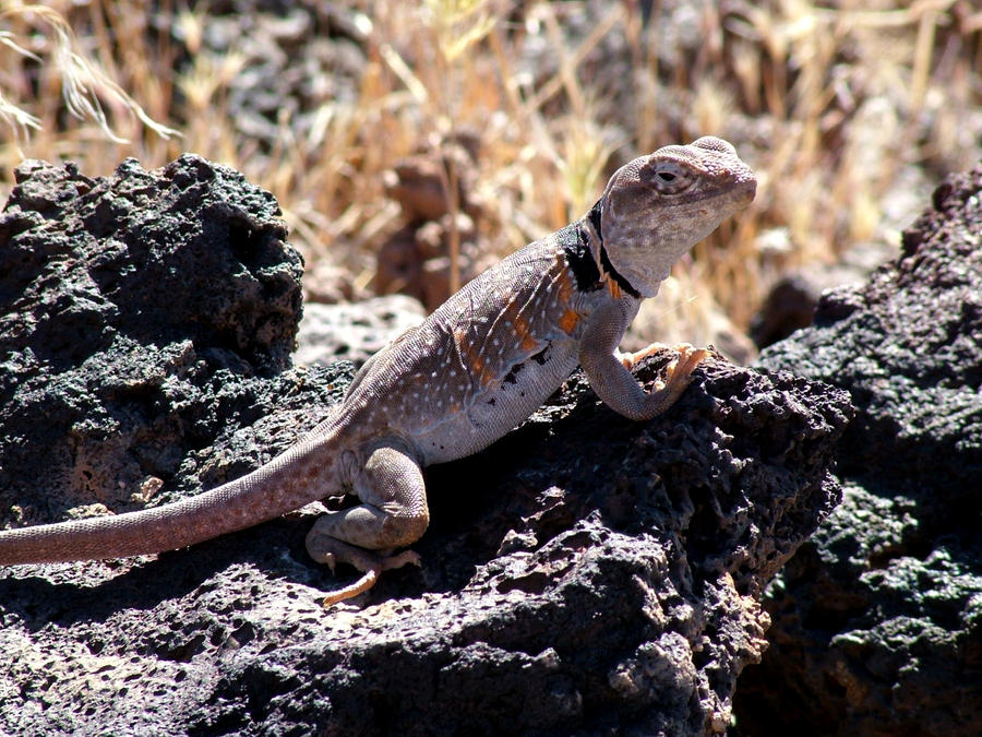 Lizard 3