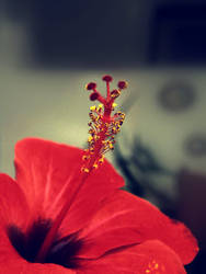 Hibiscus