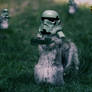 Star Wars Squirrel