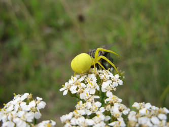 Spider and fly