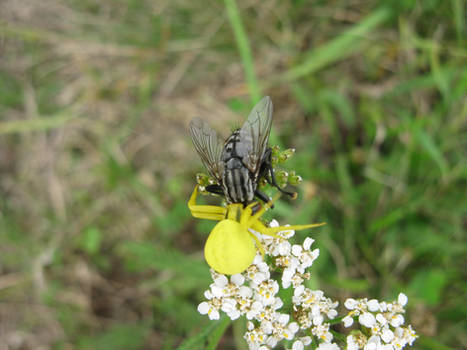 Spider and fly II.