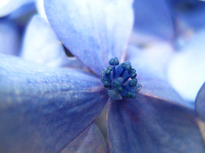 Hydrangea