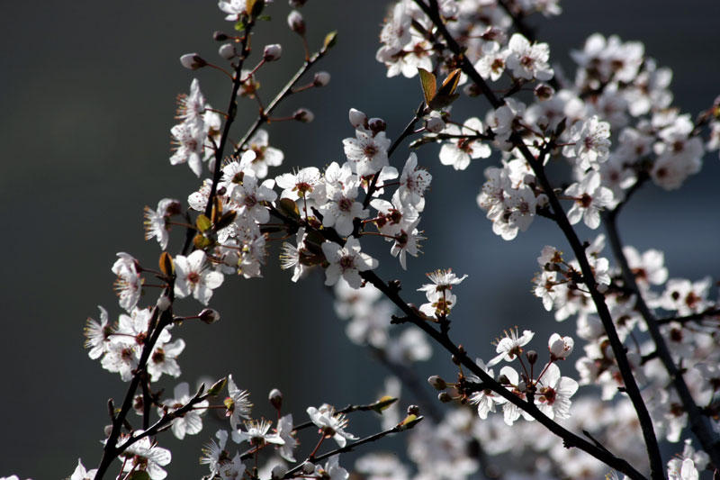 Remembering Spring 2 by Faeriedivine on DeviantArt