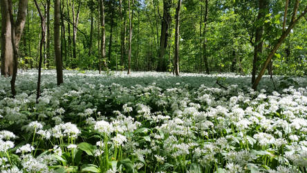 Wild Garlic by MilkaHedgehog