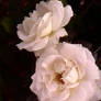 two white roses