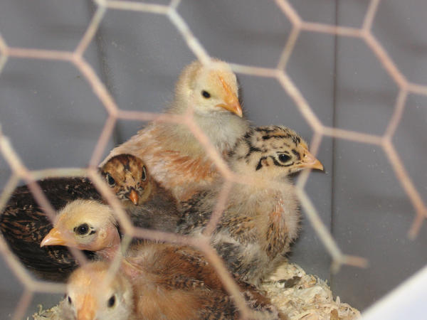 BABY CHICKS 1