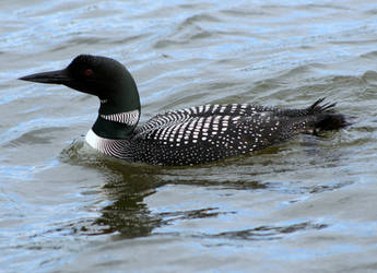 Loon