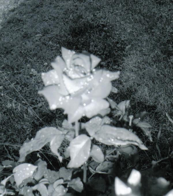 Colorless Rose Colorless rose by rebelsakura999 on DeviantArt