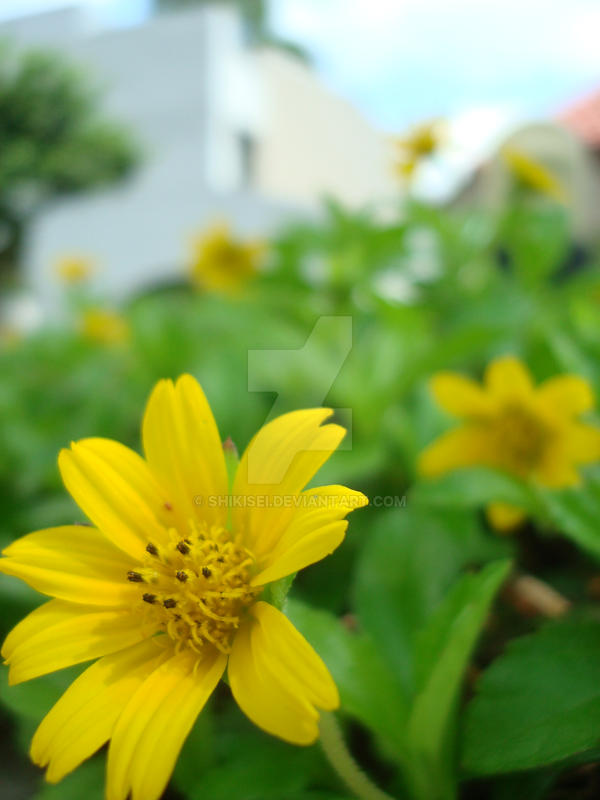 Field of Small Sunflowers