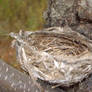 Finches nest in Franklin, pa