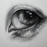 Eye sketch-thing