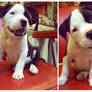 Meet Dillinger