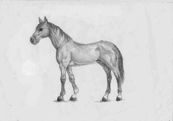 Horse anatomy study I