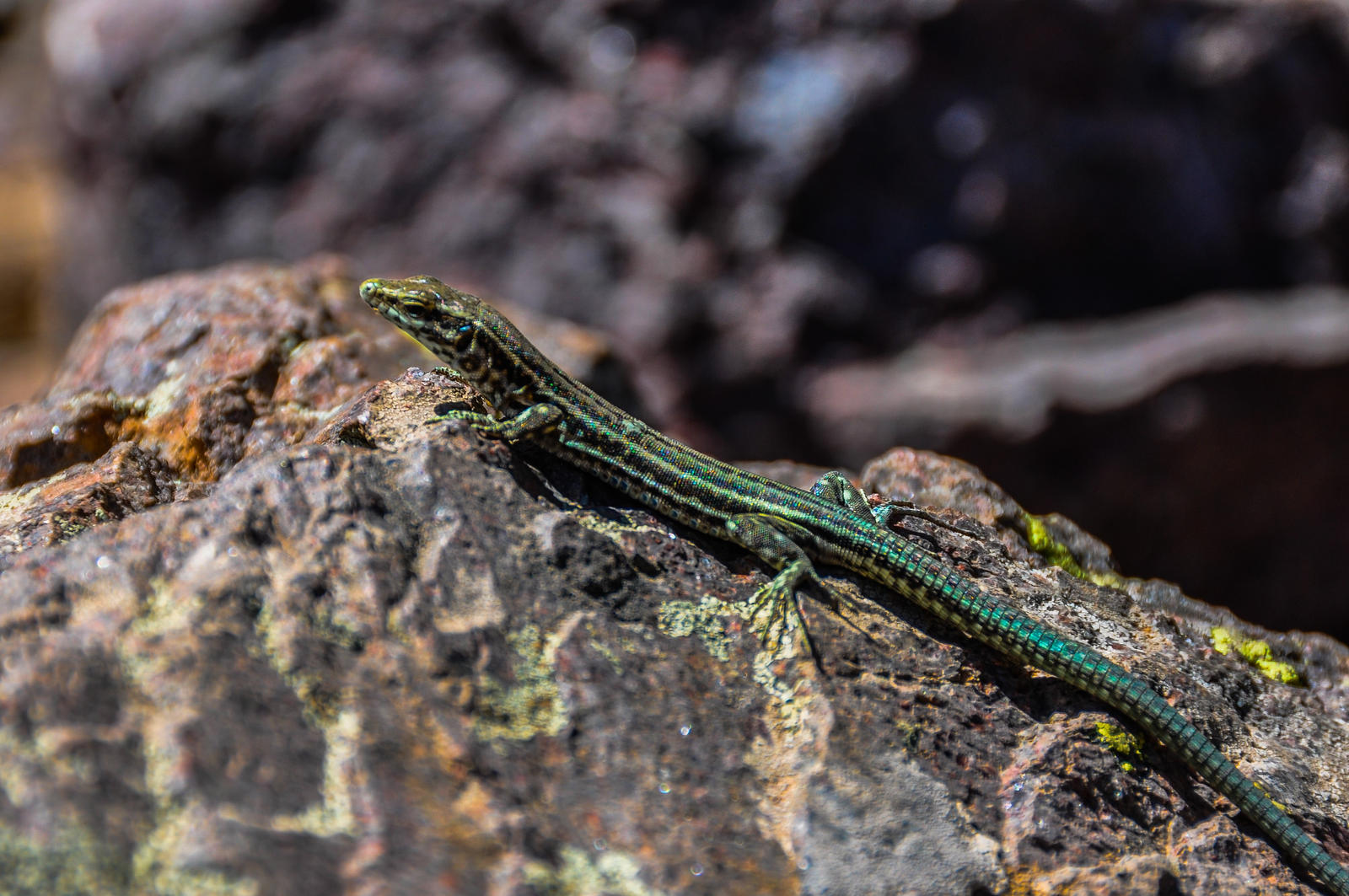 Blue lizard