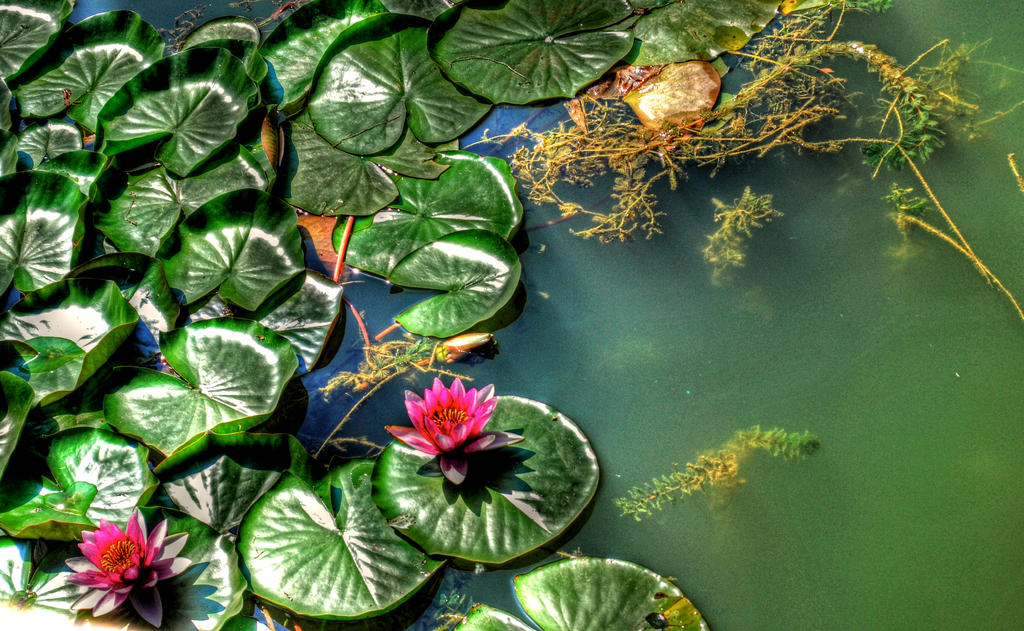 Olympic Lilypads