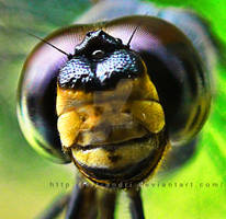 face of a dragonfly