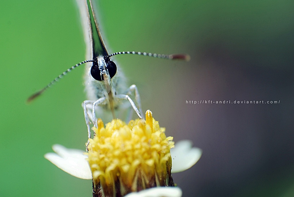 eye butterfly