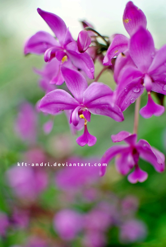 Spathoglottis plicata Blume