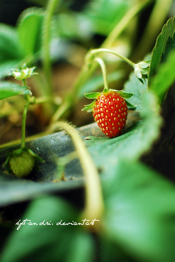 fresh fruit strawberry