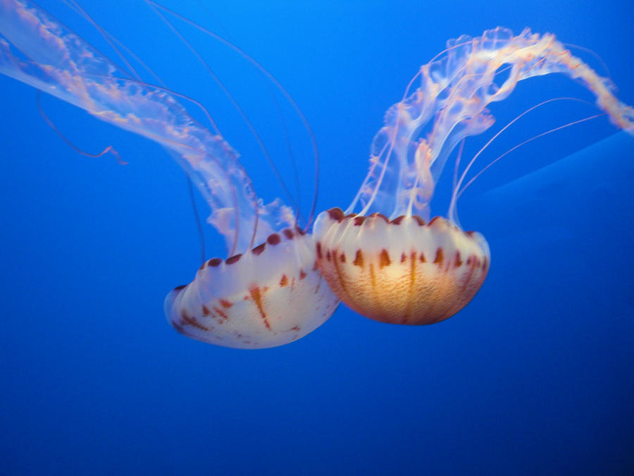 Медузы во вьетнаме Медузы во вьетнаме