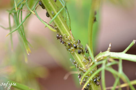 Farming Ants