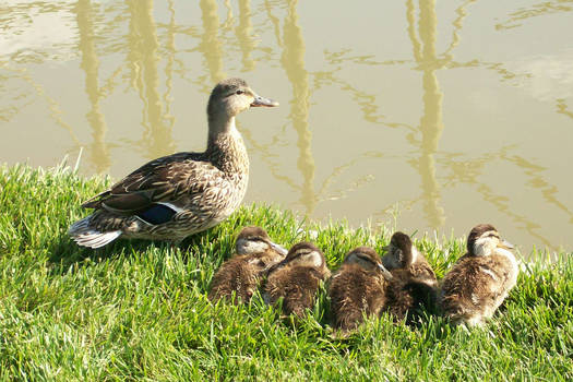 Duck Family