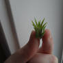 Baby Airplant